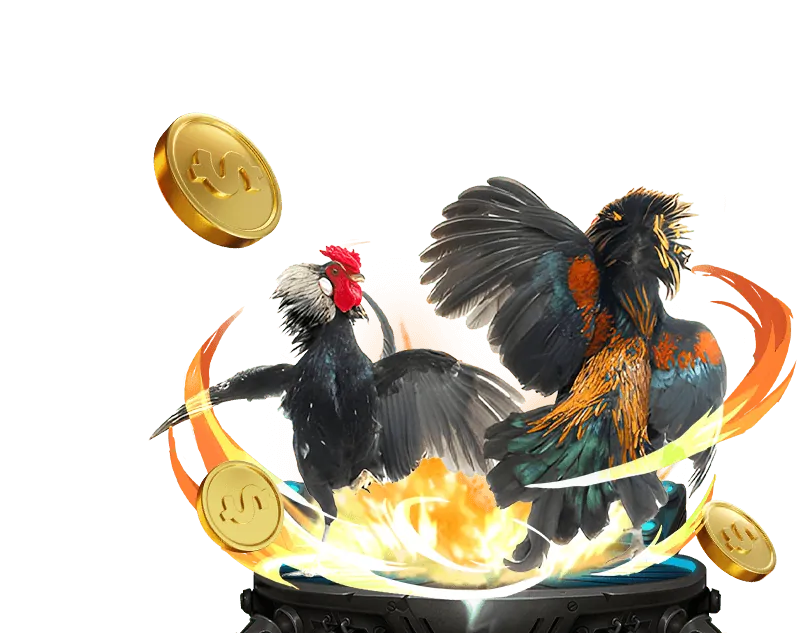 Hình ảnh chiến kê Thomo dũng mãnh đang trong tư thế chiến đấu